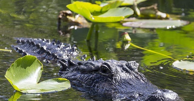 Louisiana Officials Challenge California's Ban on Alligator
Products 1