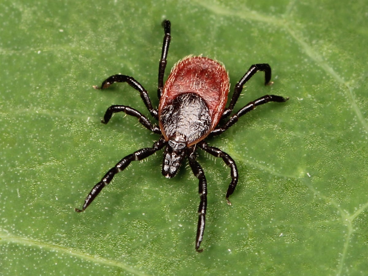 Ticks carrying Lyme disease thrive near California coast,
study finds 1