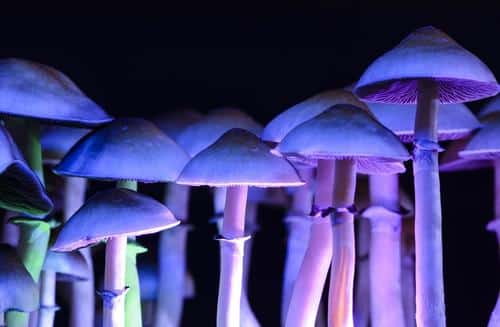 Bill To Decriminalize Psychedelics In
California Gains Momentum 1