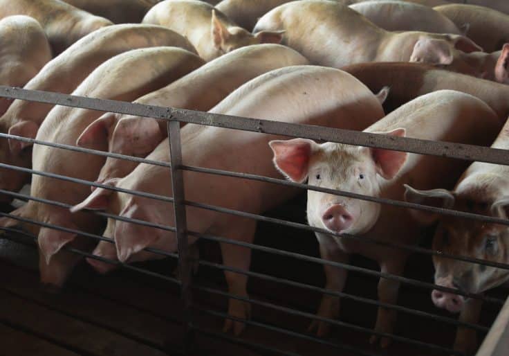 Iowa Senators Strike Back Against California’s Anti-Bacon
Bill 1