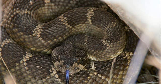 Seasoned Reptile Rescuer Extracts 92 Rattlesnakes from Under
California Home 1