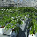 Pot Industry in California on Verge of Collapse 5