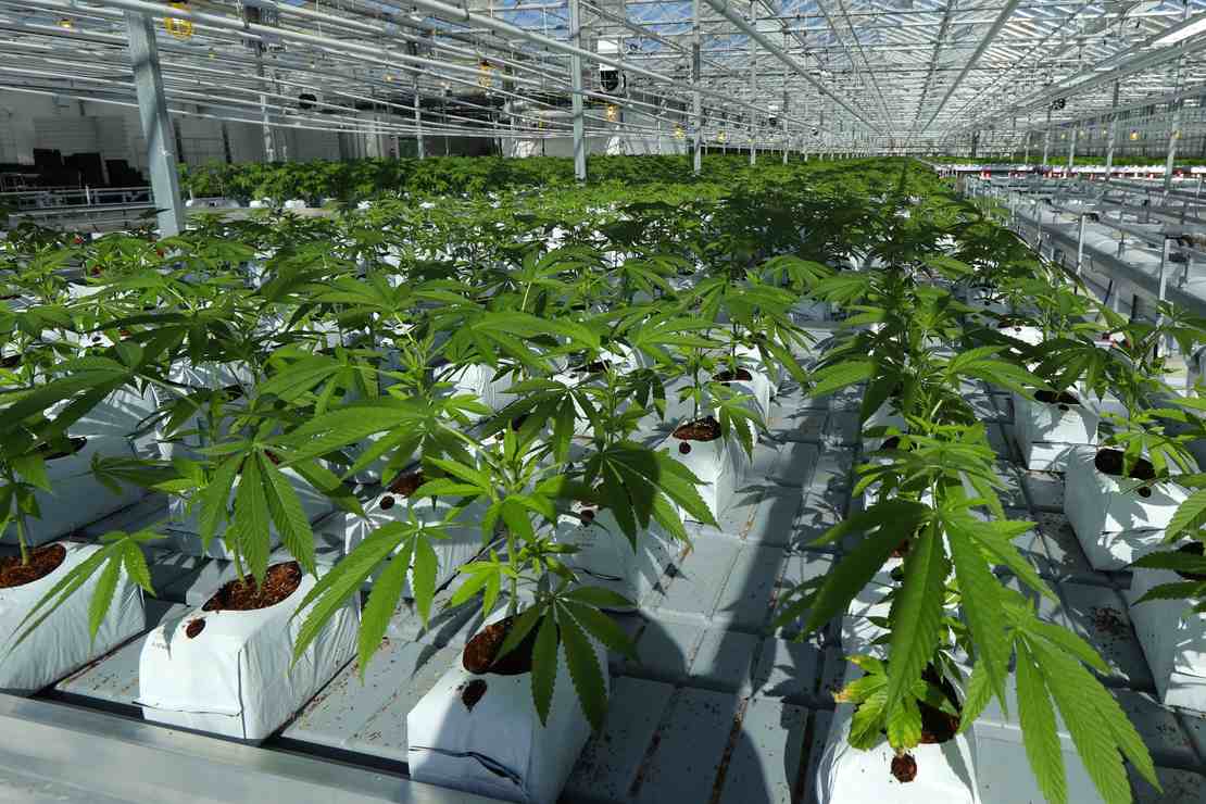 Pot Industry in California on Verge of Collapse 1