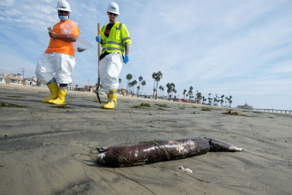 Oil Company Amplify Energy Accused of Negligence Over
Massive Spill Off California Coast: DOJ 1